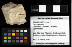 Foto (Objekt + Etiketten) von Cyclothyreus sp. 